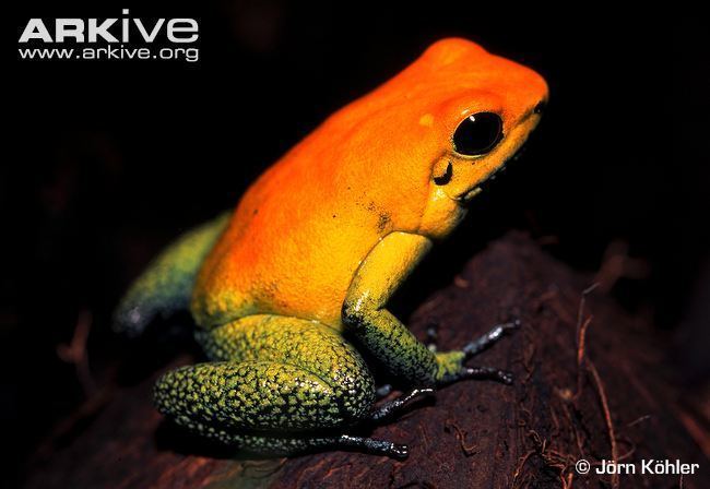 Phyllobates bicolor Blacklegged poison frog videos photos and facts Phyllobates