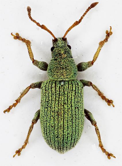 Phyllobius phyllobiusroboretanus1jpg