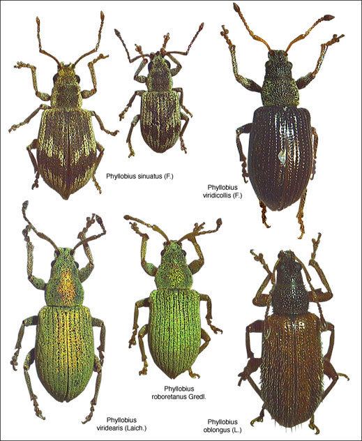 Phyllobius Phyllobius Polydrusus Pachyrhinus d39Alsace Coleoptera Curculionidae