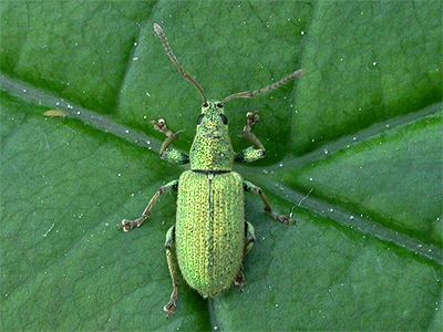 Phyllobius Phyllobius argentatus