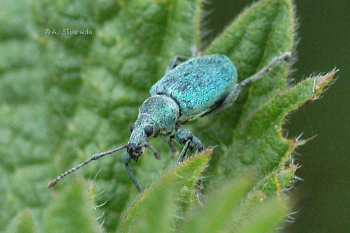 Phyllobius Phyllobius pomaceus images of British biodiversity