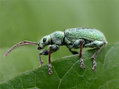 Phyllobius wwweakringbirdscomeakringbirds5phyllobiusmacul