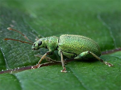 Phyllobius Phyllobius