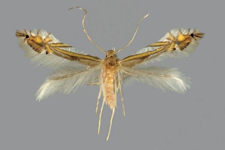 Phyllocnistis drimiphaga