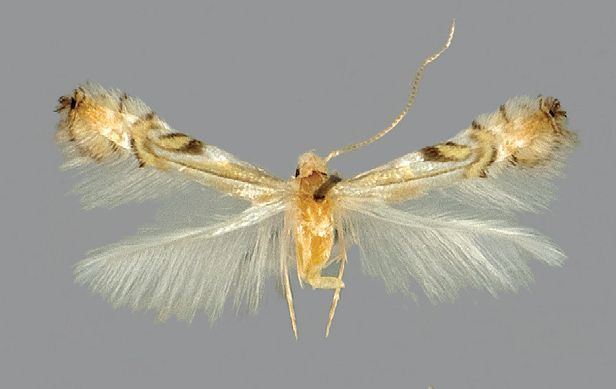 Phyllocnistis maxberryi