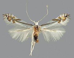 Phyllocnistis tropaeolicola httpsuploadwikimediaorgwikipediacommonsthu
