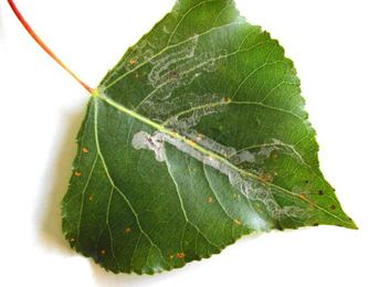 Phyllocnistis unipunctella Phyllocnistis unipunctella Lepidoptera Gracillariidae in Leaf and