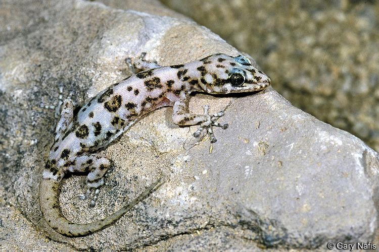 Phyllodactylus San Lucan Leaftoed Gecko Phyllodactylus unctus