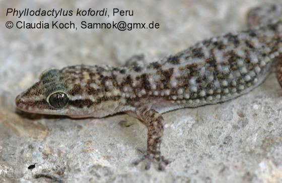 Phyllodactylus Phyllodactylus kofordi The Reptile Database