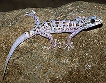 Phyllodactylus httpsuploadwikimediaorgwikipediacommonsthu