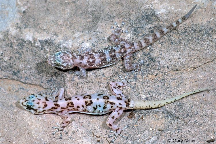 Phyllodactylus Cape Leaftoed Gecko Phyllodactylus xanti
