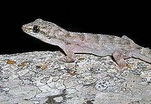 Phyllodactylus kofordi httpsuploadwikimediaorgwikipediacommonsthu