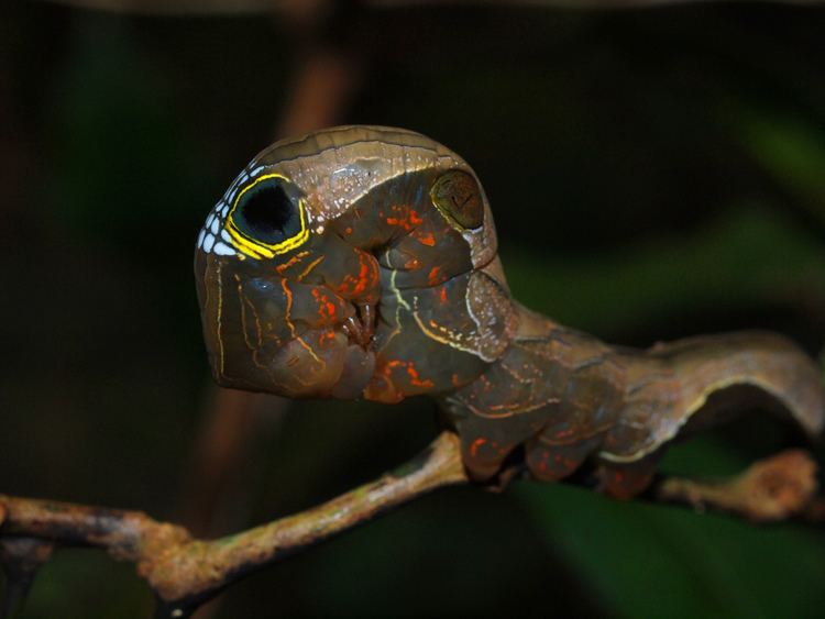 Phyllodes imperialis Pink Underwing Moth Southern Subspecies Phyllodes imperial Flickr