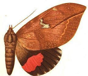 Phyllodes (moth) httpsuploadwikimediaorgwikipediacommonsthu