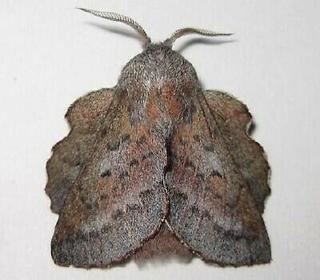 Phyllodesma americana Phyllodesma americana American Lappet Moth Discover Life