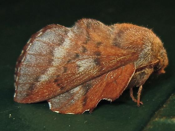 Phyllodesma americana American Lappet Moth Hodges 7687 Phyllodesma americana