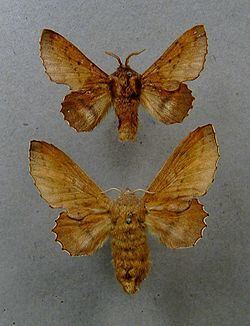 Phyllodesma tremulifolium httpsuploadwikimediaorgwikipediacommonsthu