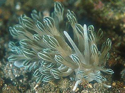 Phyllodesmium The Sea Slug Forum Phyllodesmium rudmani