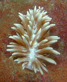 Phyllodesmium serratum httpsuploadwikimediaorgwikipediacommonsthu