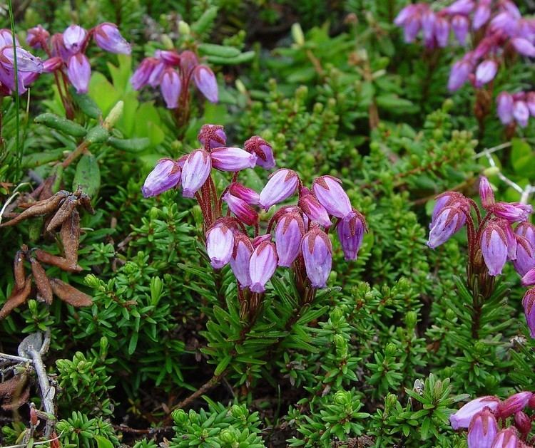 Phyllodoce caerulea Phyllodoce caerulea purple mountainheath Go Botany