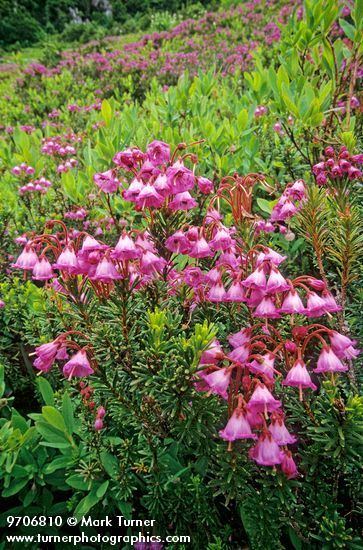 Phyllodoce empetriformis Phyllodoce empetriformis pink mountainheather Wildflowers of