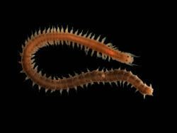 Phyllodoce (worm) httpsuploadwikimediaorgwikipediacommonsthu