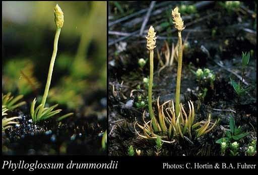 Phylloglossum Phylloglossum Ferns of Western Australia