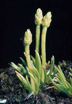 Phylloglossum Phylloglossum drummondii New Zealand Plant Conservation Network