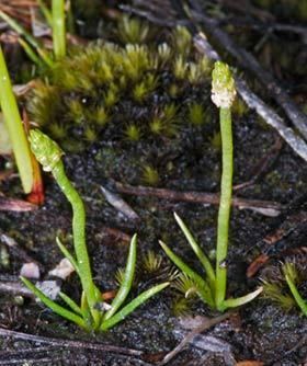 Phylloglossum Phylloglossum drummondii New Zealand Plant Conservation Network
