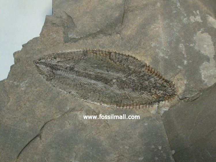 Phyllograptus Phyllograptus Utah Graptolite Fossil
