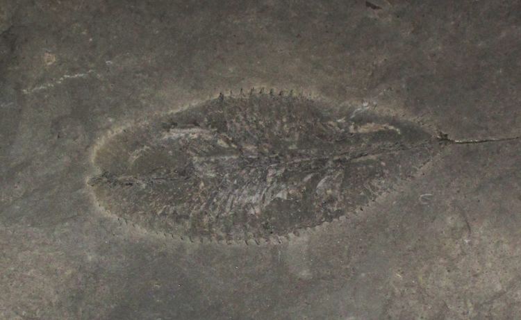 Phyllograptus FilePhyllograptus typus fossil graptolite Middle Ordovician Ibex