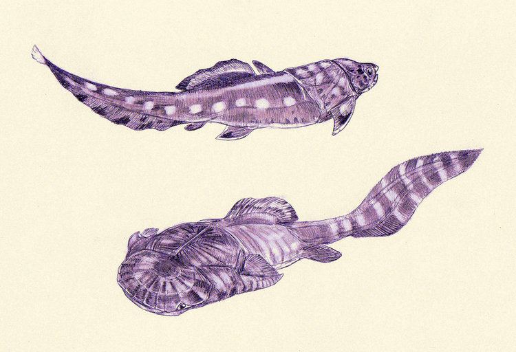 Phyllolepis Coccosteus Phyllolepis by Kahless28 on DeviantArt