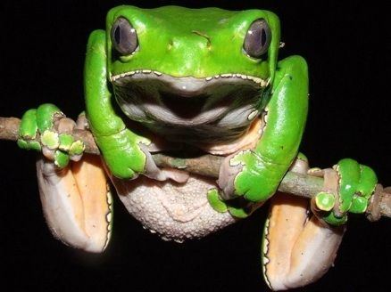 Phyllomedusa bicolor Kambo Frog The Phyllomedusa Bicolor Kambo Cleanse Pinterest