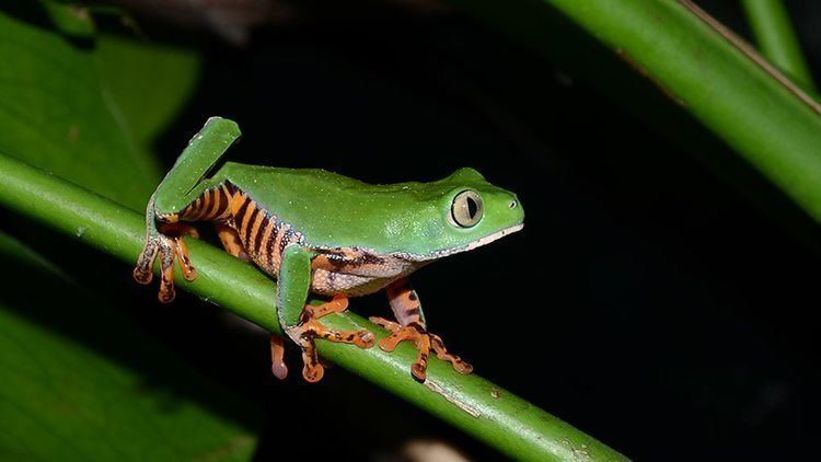 Phyllomedusa tomopterna BBC Two Tiger striped Monkey frog Phyllomedusa tomopterna