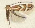 Phyllonorycter celtisella