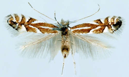 Phyllonorycter coryli Phyllonorycter coryli Insecta Lepidoptera Gracillariidae