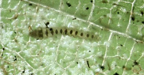 Phyllonorycter coryli Phyllonorycter coryli Lepidoptera Gracillariidae in Leaf and stem