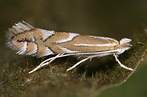 Phyllonorycter coryli wwwrodelanddelepiwikipicspeterbuchnerPBcor