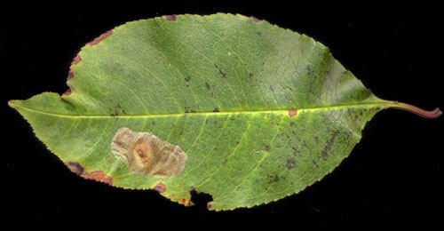 Phyllonorycter corylifoliella Phyllonorycter corylifoliella Lepidoptera Gracillariidae in Leaf