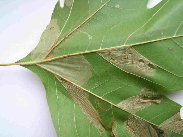 Phyllonorycter platani The Moths and Butterflies of Huntingdonshire