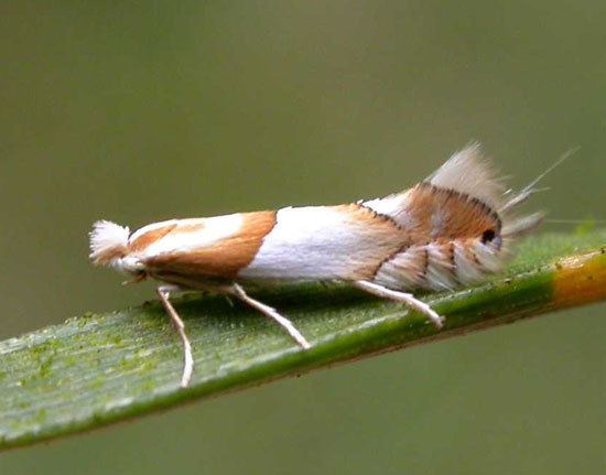 Phyllonorycter roboris Lepidoptera of Belgium Phyllonorycter roboris