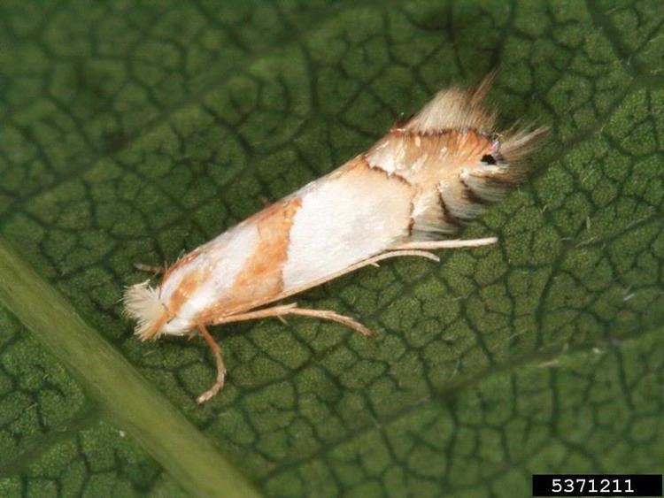 Phyllonorycter roboris Phyllonorycter roboris Wikiwand