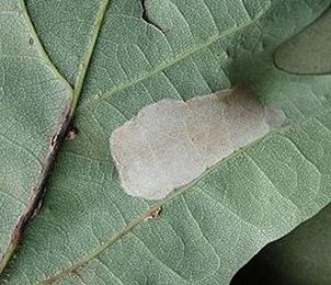 Phyllonorycter roboris Phyllonorycter roboris Lepidoptera Gracillariidae in Leaf and