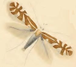 Phyllonorycter salicicolella