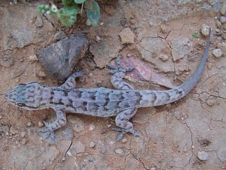 Phyllopezus CHACO LEAFTOED GECKO Phyllopezus pollicaris FAUNA PARAGUAY