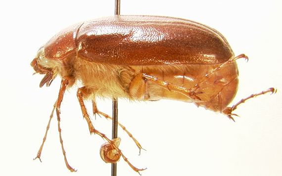 Phyllophaga Generic Guide to New World Scarab BeetlesScarabaeidaeMelolonthinae