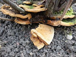 Phylloporia (fungus) httpsuploadwikimediaorgwikipediacommonsthu