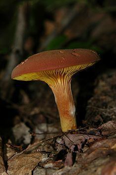 Phylloporus leucomycelinus httpsuploadwikimediaorgwikipediacommonsthu