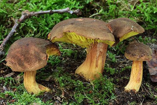 Phylloporus pelletieri P pelletieri boletalescom