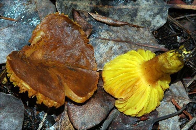 Phylloporus rhodoxanthus California Fungi Phylloporus rhodoxanthus
